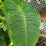 Anthurium veitchii Leaf