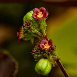 Jatropha gossypiifolia Květ