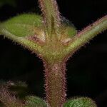 Phyllopentas austro-orientalis Corteza