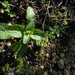 Stachys arvensis Habitus