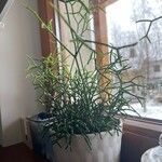 Rhipsalis cereuscula Hoja