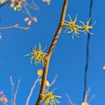 Hamamelis virginiana 花