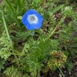 Nemophila menziesii Květ