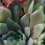 Sempervivum marmoreum List