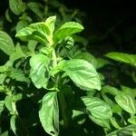 Mentha pulegium Leaf