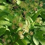 Aralia racemosa Habit