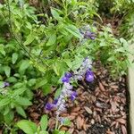 Salvia farinacea Blüte