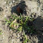 Lepidium coronopus Leaf