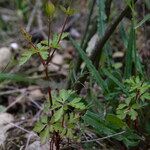 Geranium robertianum Συνήθη χαρακτηριστικά