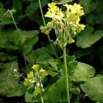 Primula bulleyana Blomma