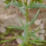 Lithospermum cobrense Levél