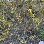 Salix lasiolepis Облик