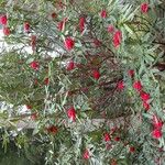 Rhododendron barbatum Hábito