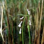 Lobelia dortmanna Sonstige