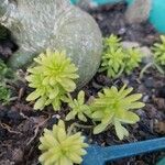 Sedum japonicum Hoja