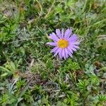 Aster alpinusVirág