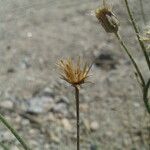 Bebbia juncea Fruit