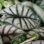 Alocasia baginda Лист