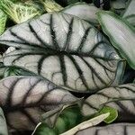 Alocasia baginda Folha