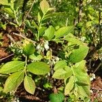 Vaccinium corymbosum Feuille