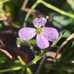 Hesperis matronalis Flower