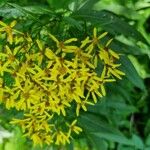 Senecio ovatus Flower