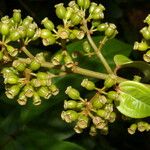 Adelobotrys adscendens Fruit