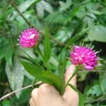 Elleanthus brasiliensis Flower