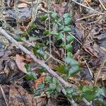 Gaultheria hispidula Blatt