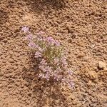 Limonium tuberculatum Flower