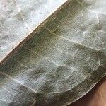 Protium plagiocarpium Leaf