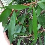 Callistemon citrinus Hoja