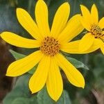 Helianthus tuberosusFlower