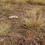 Bromus secalinus Lehti