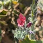 Echium horridum Floare