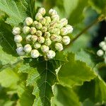 Physocarpus capitatus Flower