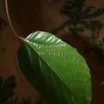 Conceveiba guianensis Лист