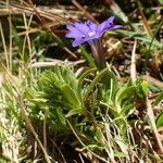 Gentiana pyrenaica Habit