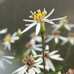Eurybia divaricata 花