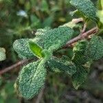 Cistus salviifolius Fuelha