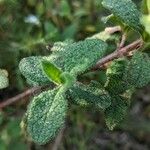 Cistus salviifolius Leaf