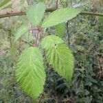 Rubus geniculatus Folha