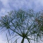 Cyperus giganteus Хабит