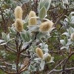 Salix lanata Fiore