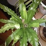 Asplenium antiquum Leaf