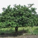 Cordia dentata Hábito