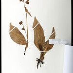 Commelina rosulata Otro