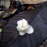 Eschweilera congestiflora Квітка