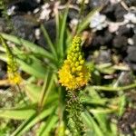 Eremurus stenophyllus Flower