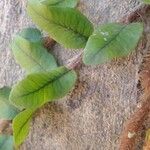 Microgramma vacciniifolia Ліст
